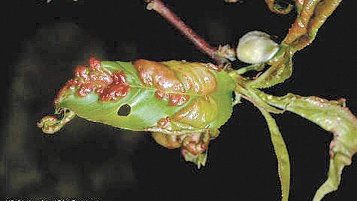 Peach leaf curl is a fungal condition that can be managed with fungicide.