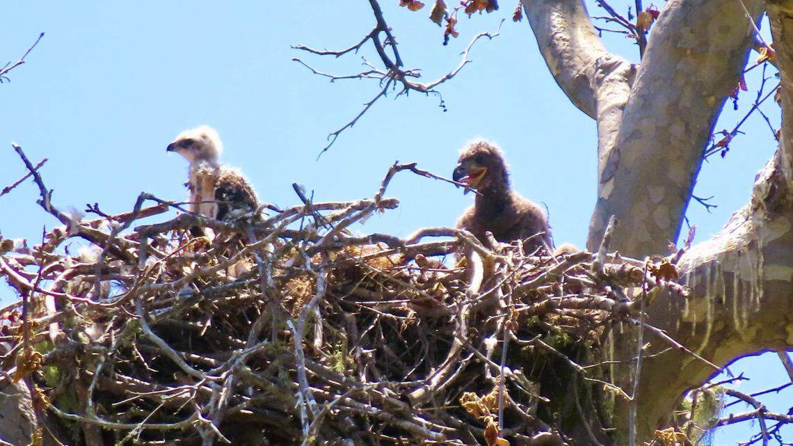 A baby red-tailed hawk, right, was plucked by bald eagle parents and is now sharing a nest in San Simeon with two eaglets, seen on May 21, 2024.