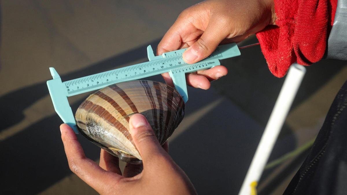Cal Poly student Sasha Evans measures a Pismo clam on May 29, 2025.