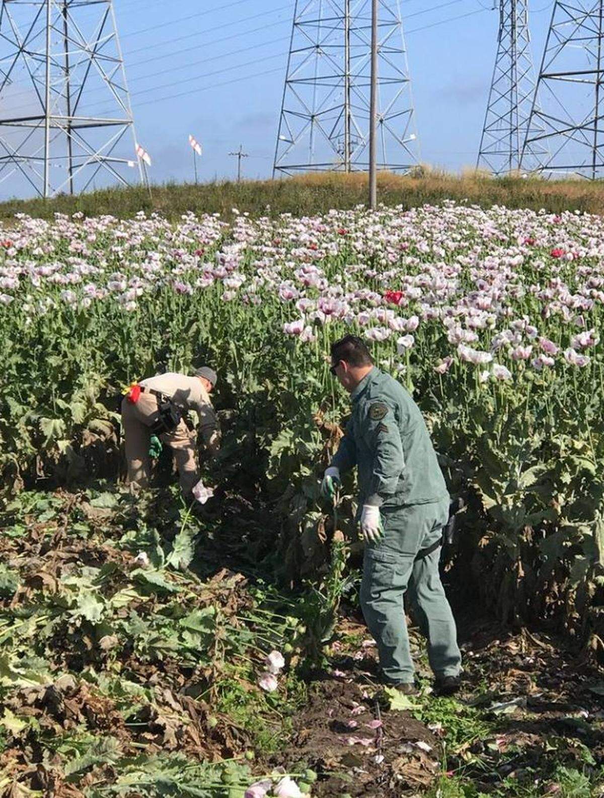 Deputies seized thousands of opium poppies on Moss Landing, California, over the weekend.