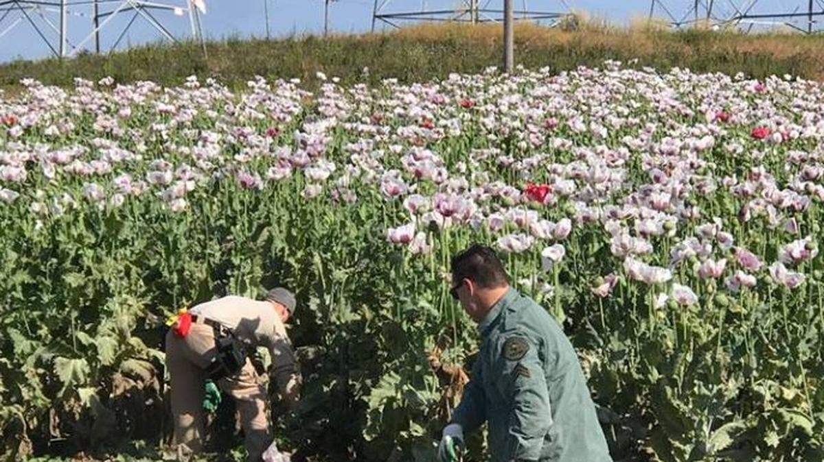 Deputies seized thousands of opium poppies on Moss Landing, California, over the weekend.