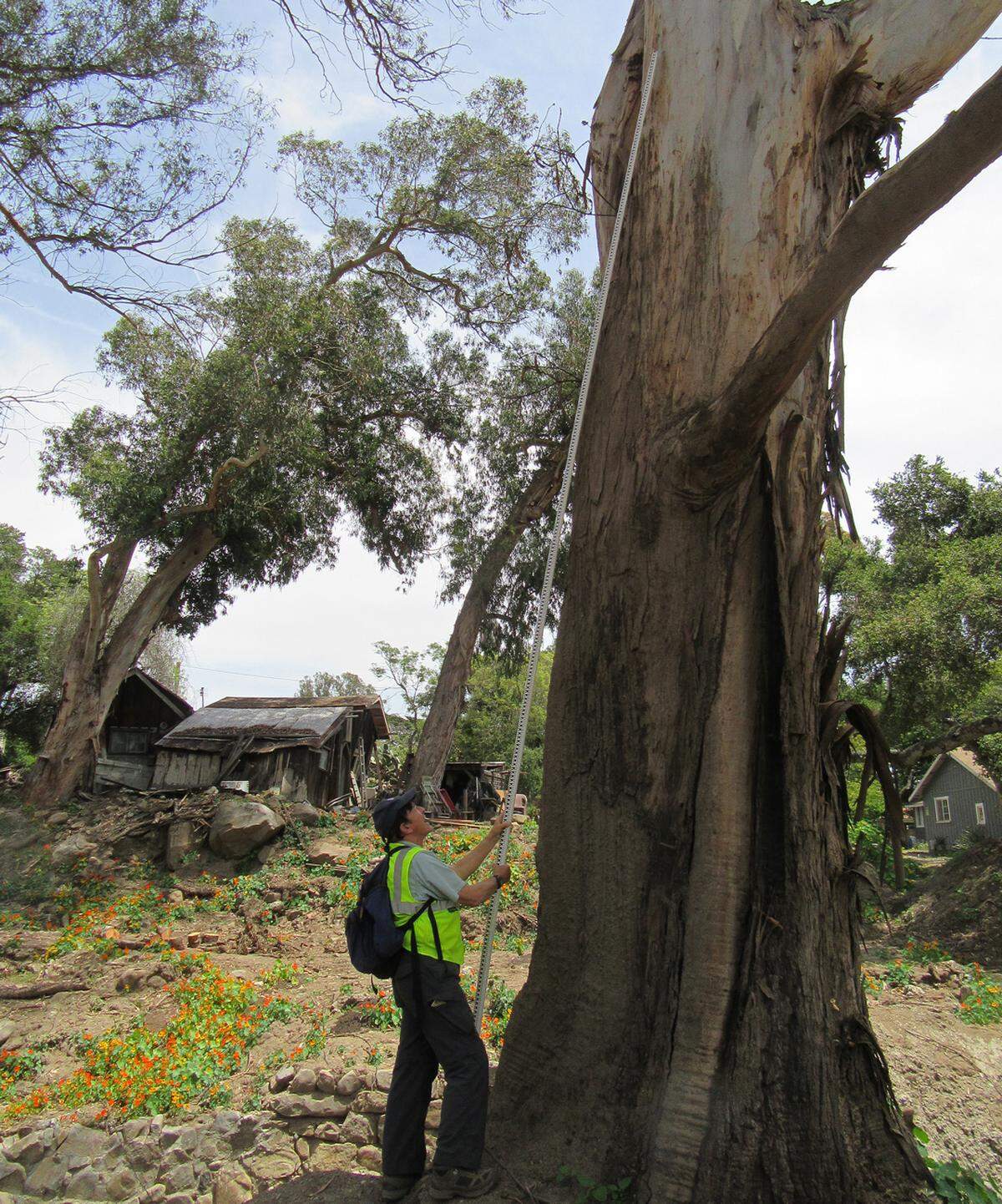 Tom Dunne, a UCSB professor of geomorphology, uses a surveying rod to measure the "super-elevations" where the debris flow ran up the trunks of trees along the east bank of Montecito Creek. From these mudlines, Dunne can calculate the peak velocities of the flow.