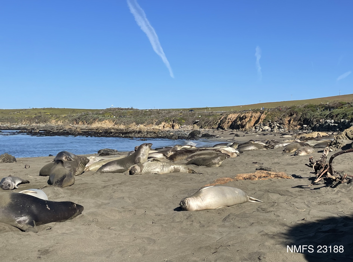 Gigi and other elephant seals rest peacefully on the Piedras Blancas beach north of San Simeon in April 2023.