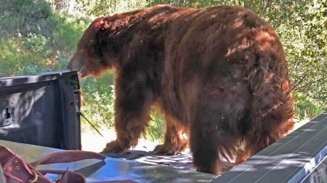 California would ban bear hunting under new legislation, even as wild population rebounds