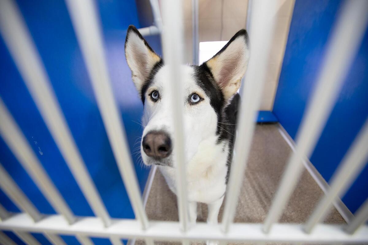 Woods Humane Society is currently maxed out in its dog kennels for the first time in quite a while. This is Rory, a 4-year-old husky.