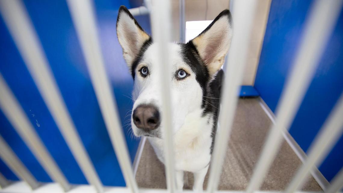 Woods Humane Society is currently maxed out in its dog kennels for the first time in quite a while. This is Rory, a 4-year-old husky.