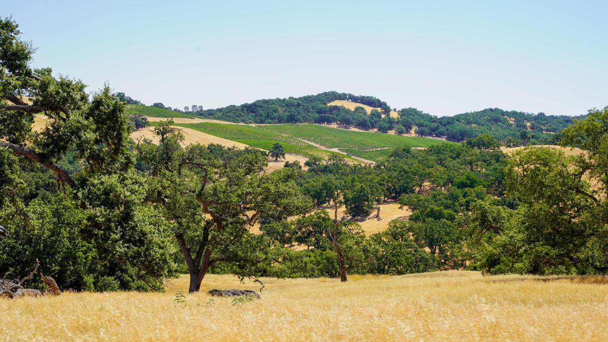 The Land Conservancy of San Luis Obispo County purchased a conservation easement over the 890-acre Adelaida Springs Ranch on Jan. 31, 2025. The Foshay family will continue to own and manage the land, but the easement blocks future development on the property.