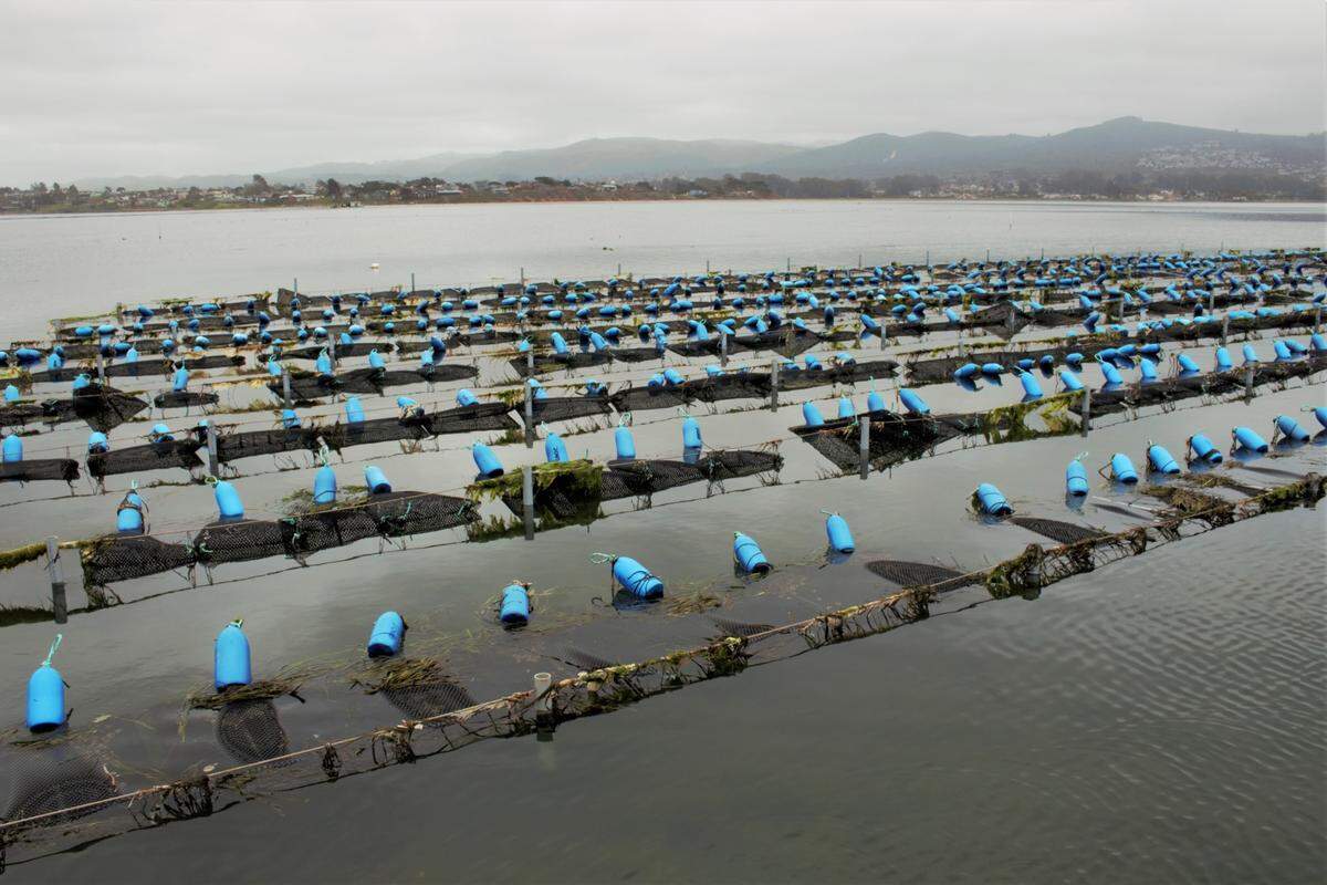 Ocean acidification, droughts and warmer temperatures may impact the oysters farmed in the Morro Bay estuary, as seen here at the Grassy Bar Oyster Company.