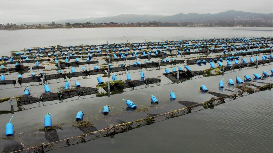California is making strides addressing global ocean acidification | Opinion