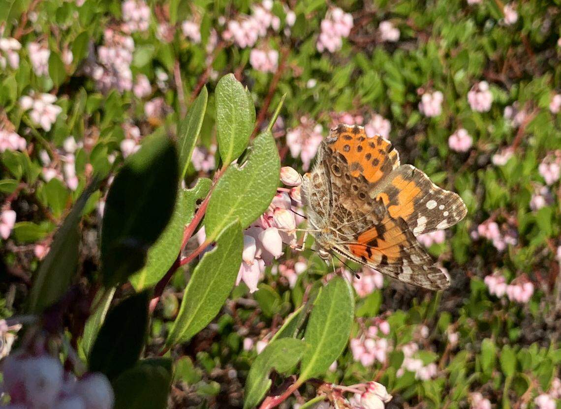 Painted lady butterflies were spotted along Vineyard Drive in Templeton on Sunday, March 17, 2019. The butterflies are in the middle of their northward migration from Mexico to the Pacific Northwest.