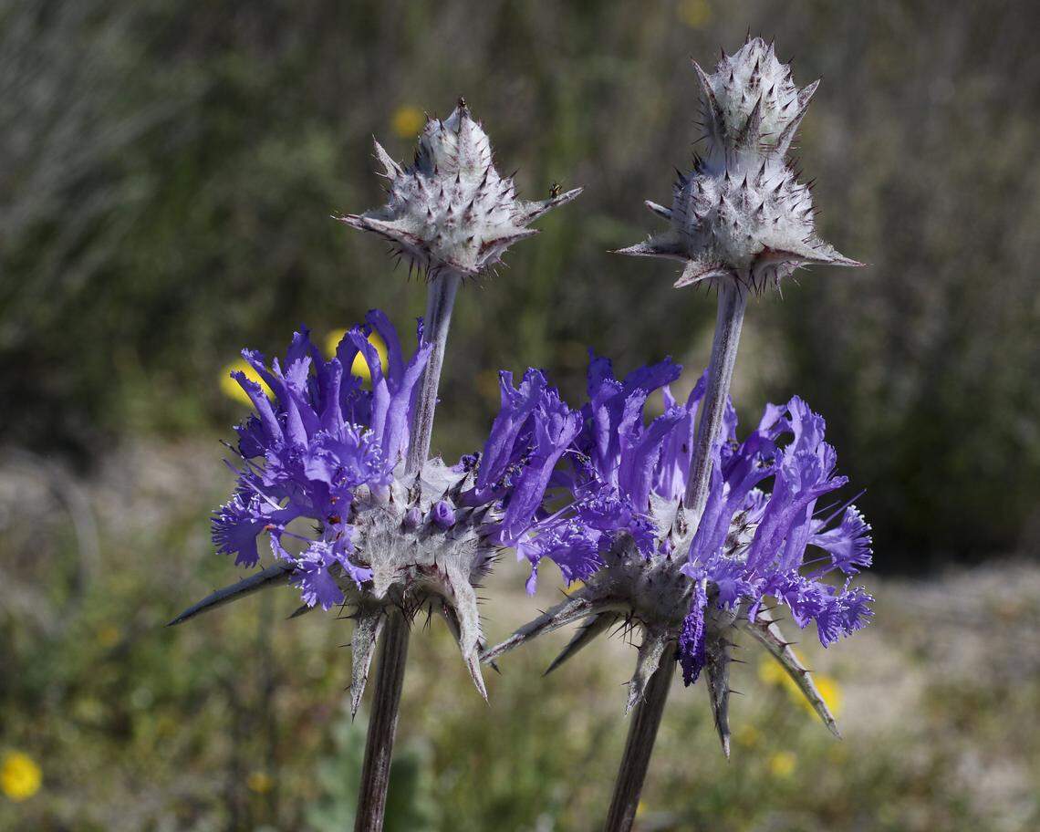 Thistle sage is blooming near Soda Lake Road, earlier than usual, this season seems to be set to an earlier clock than average. Wildflower season is in full bloom on the Carrizo Plain seen here on March 11, 2026.