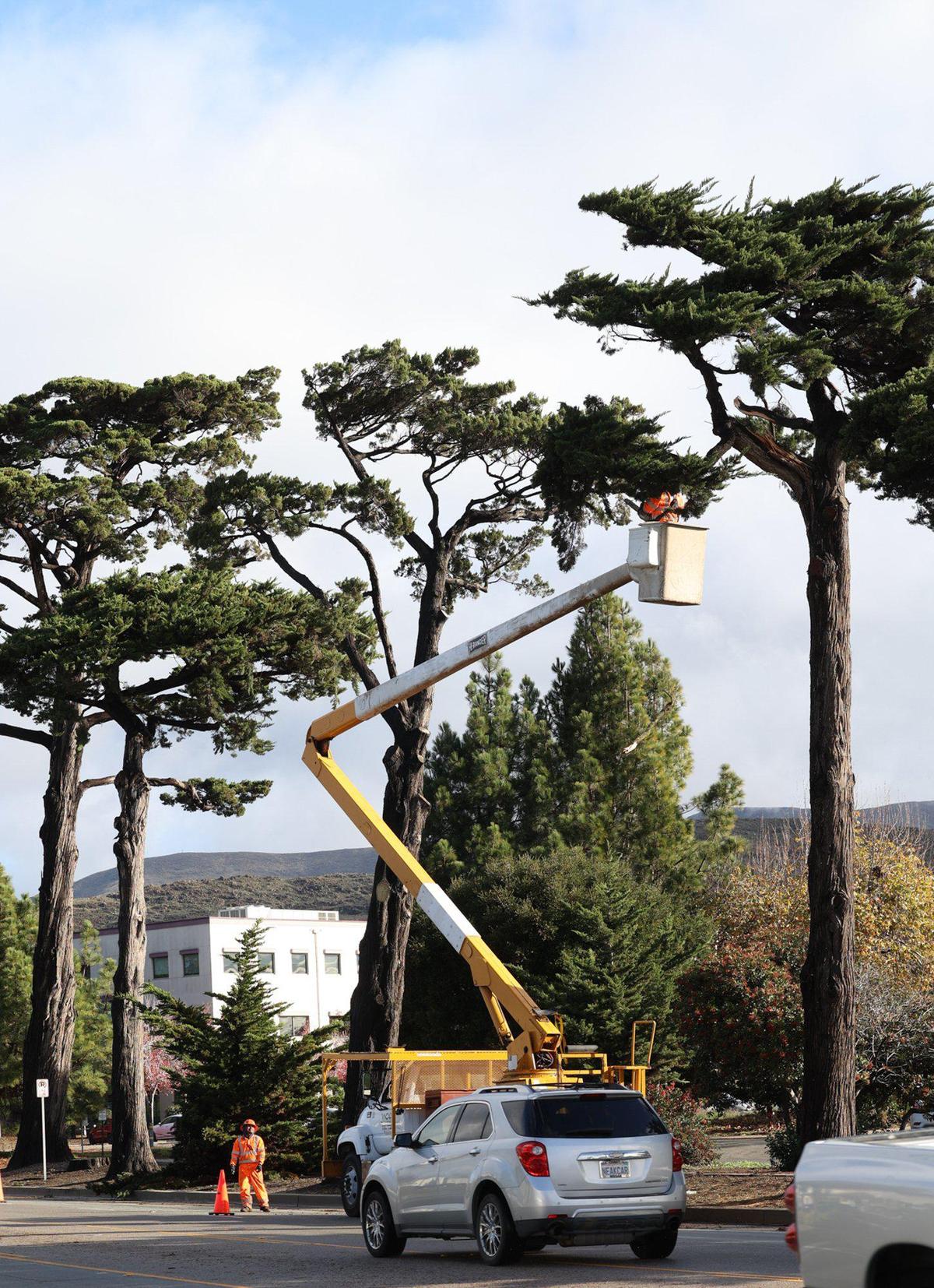 A crew with West Coast Arborists Inc. trims and cleans up cypress trees along South Higuera street in San Luis Obispo on Monday, Dec. 12, 2022, after a weekend storm brought heavy rain and wind to the area.