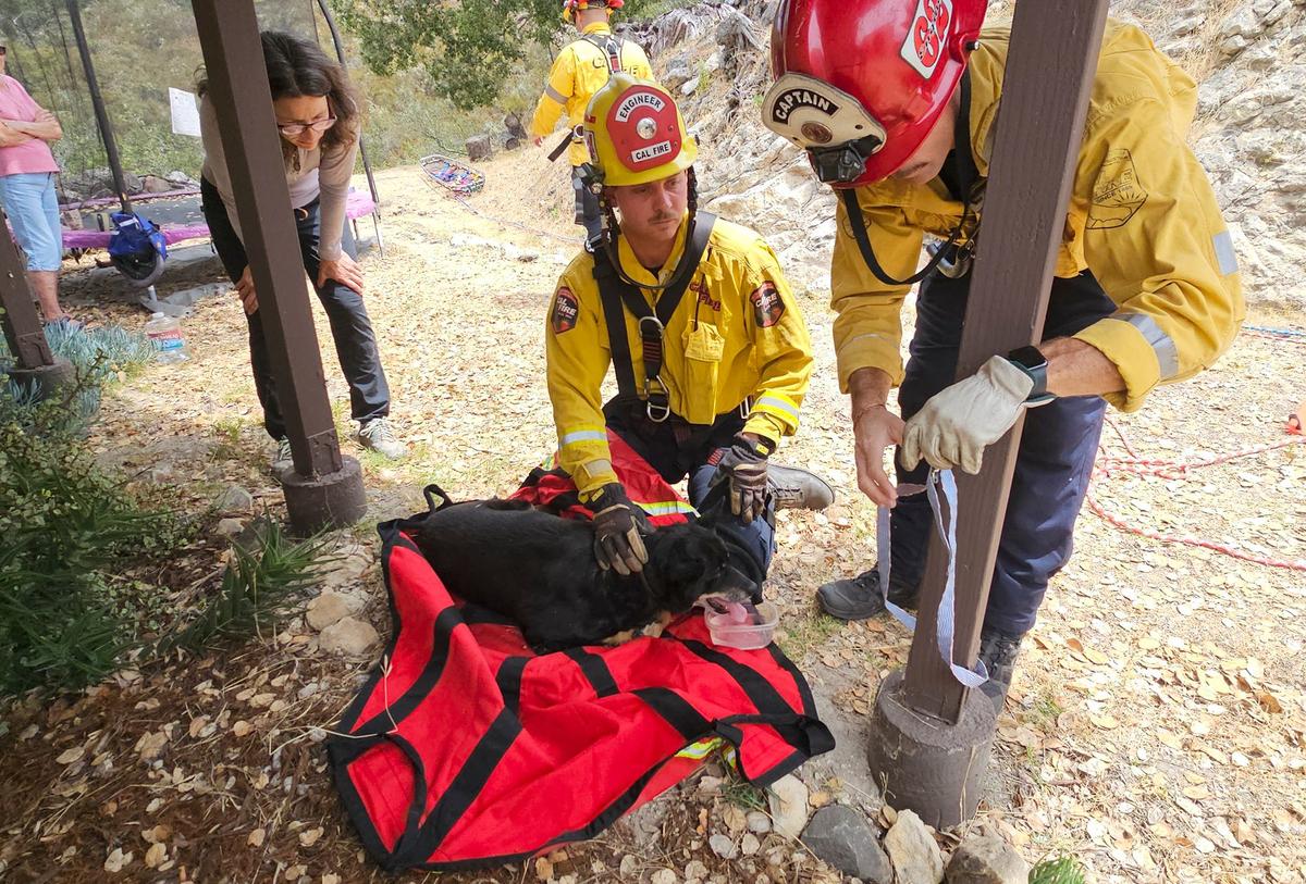 A 16-year-old dog named Bobo was rescued by Cal Fire/San Luis Obispo County Fire firefighters Friday afternoon after falling off a 35 foot cliff off 400 block of Squire Canyon Road.