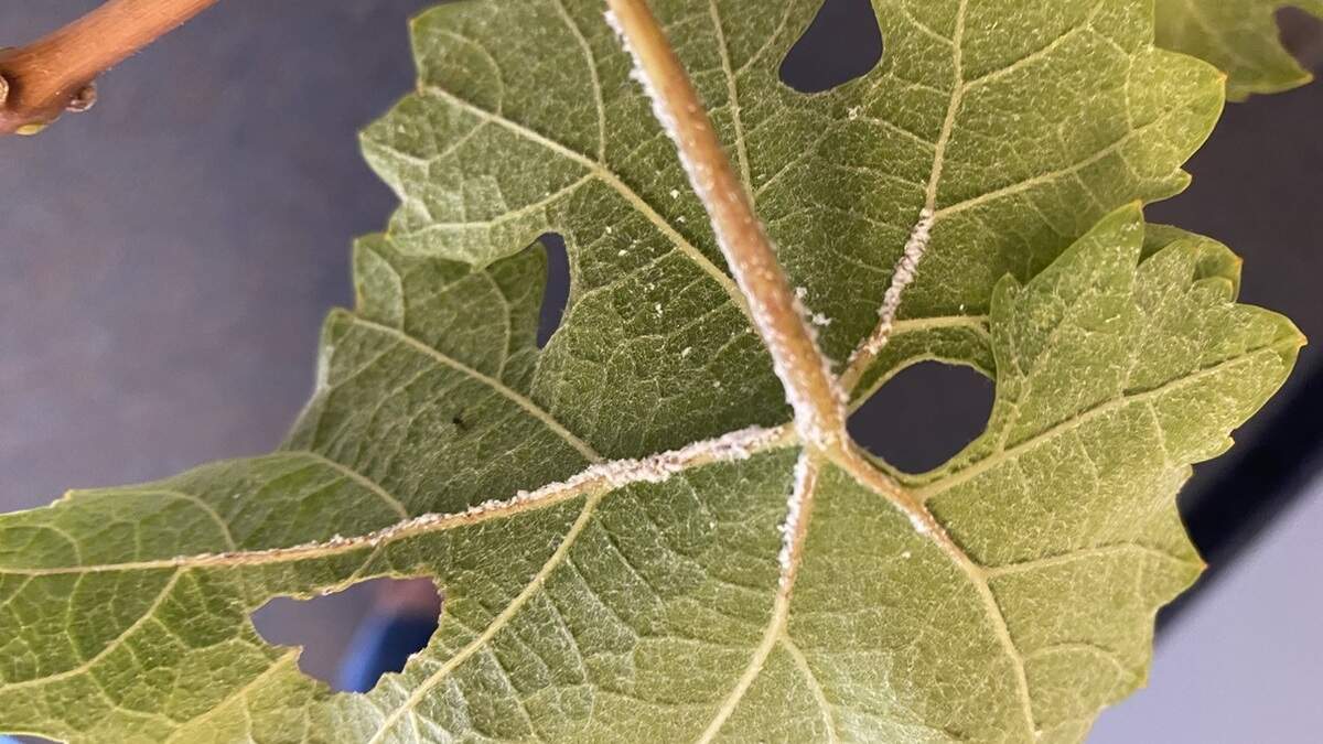 Grape planthoppers on a grape leaf. Helpline volunteers from the UC Master Gardener Program will answer questions as part of their monthly Advice to Grow By workshops in July.