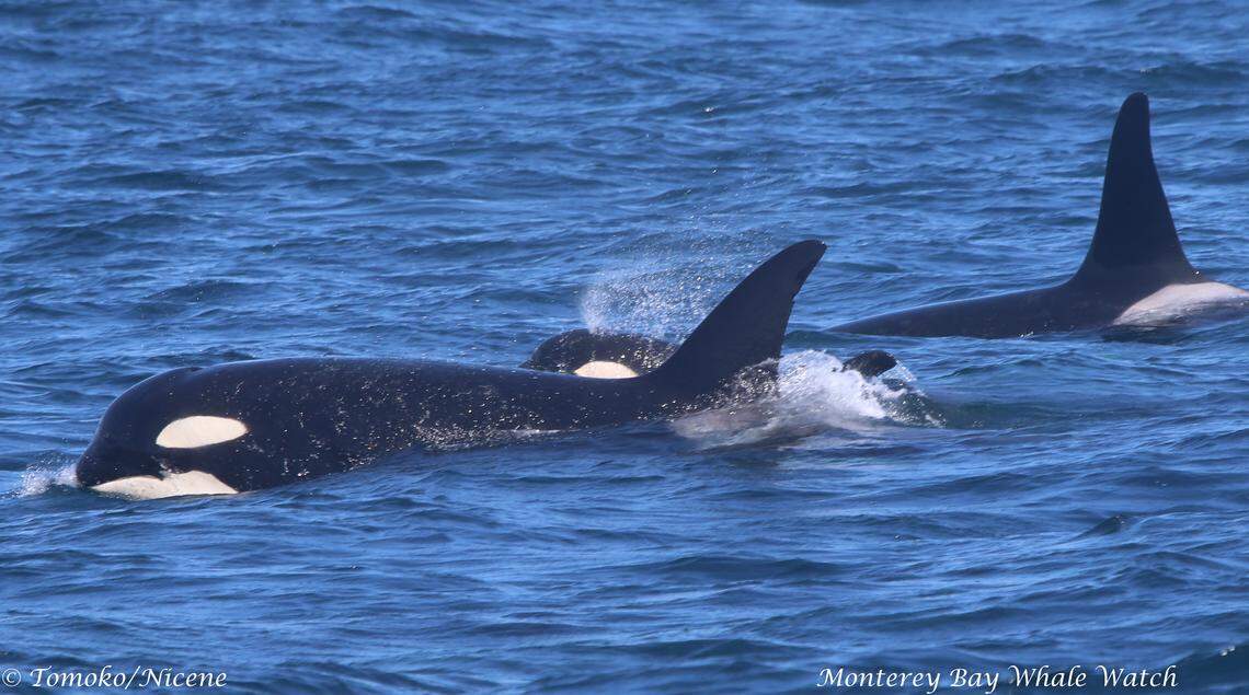 A picture of L77 and her calf, L124, nicknamed “Lucky,” taken on Sunday in Monterey Bay. The L pod group of southern resident killer whales was spotted on the Central Coast for the first time since 2011.