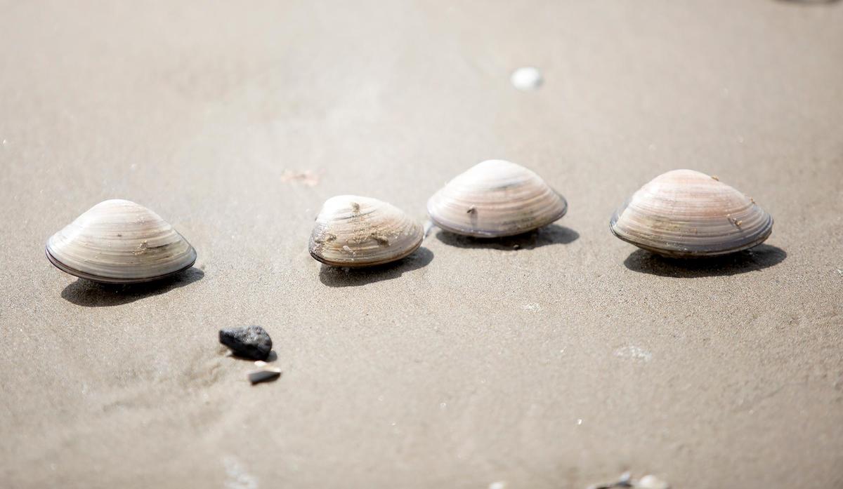 Hundreds of Pismo clams are surfacing on SLO County beaches. Dozens of seagulls were seen north of Pismo Beach Pier and at Oceano Dunes SVRA have a feast on Friday, Sept. 8, 2023.