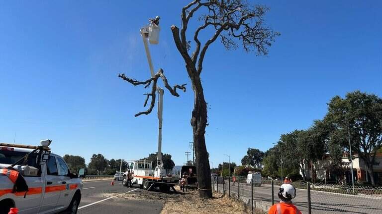 Dead tree removal to impact Highway 101 traffic through Paso Robles
