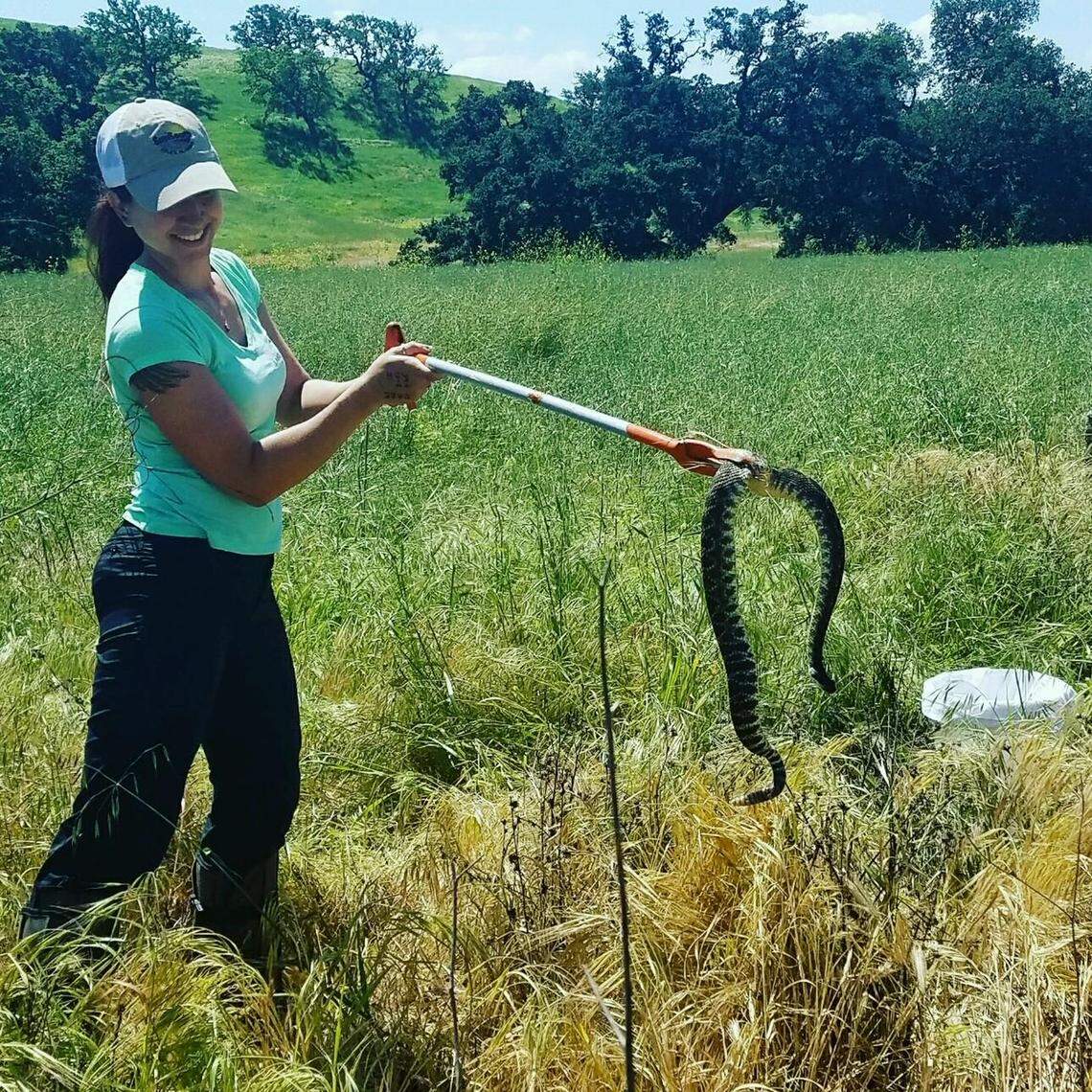 Crowell collects a Pacific rattlesnake for study.