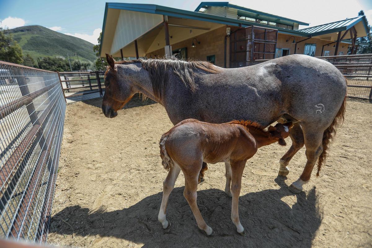 A mare named Peanut stands quietly as her foal nurses at Cal Poly. About 60 animal science students remained in town to care for and feed the thousands of animals during the coronavirus shutdown.