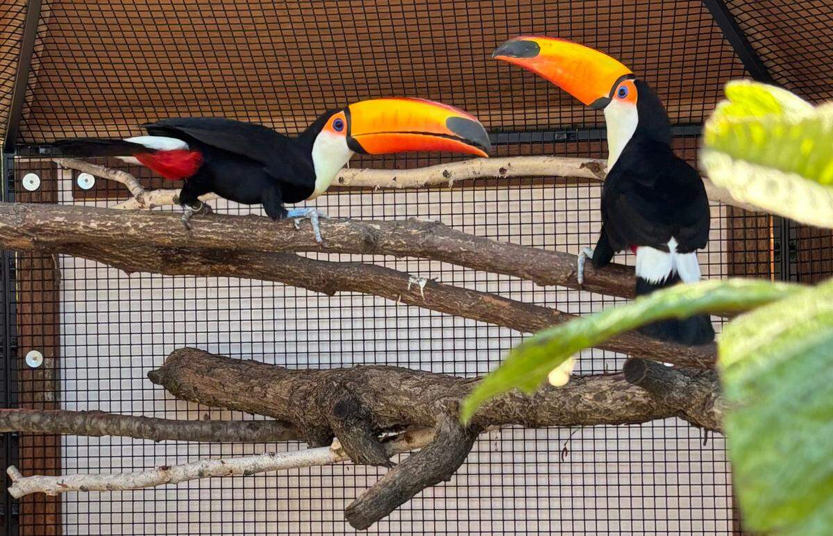 The Charles Paddock Zoo in Atascadero received a breeding pair of toco toucans for its new Cerrado Aviaries Exhibit opening on Jan. 18, 2025. The long-billed bird are the largest species of toucan.