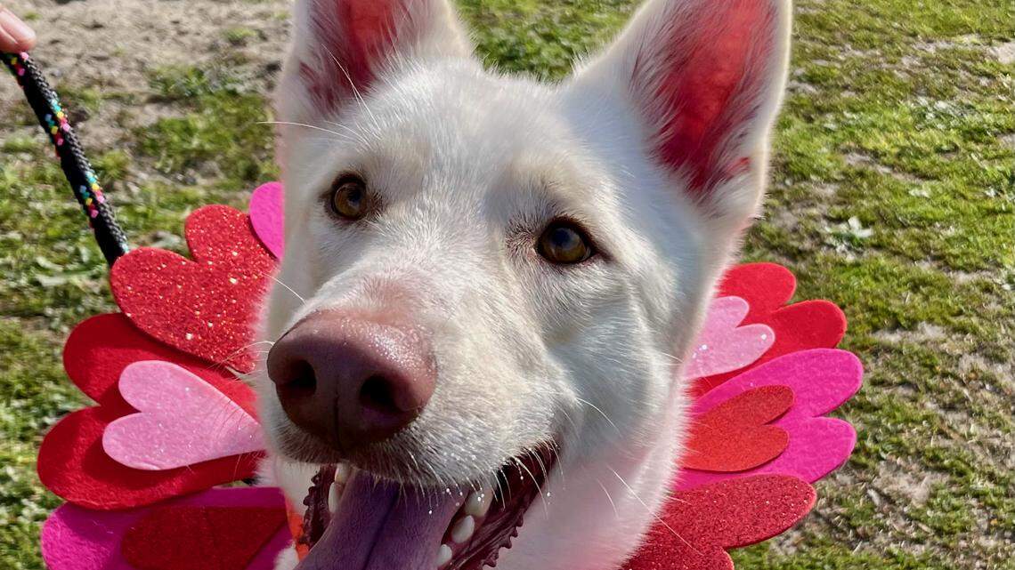 Shepherd mix Milo, still a puppy at heart at age 2, loves a good walk and a game of fetch