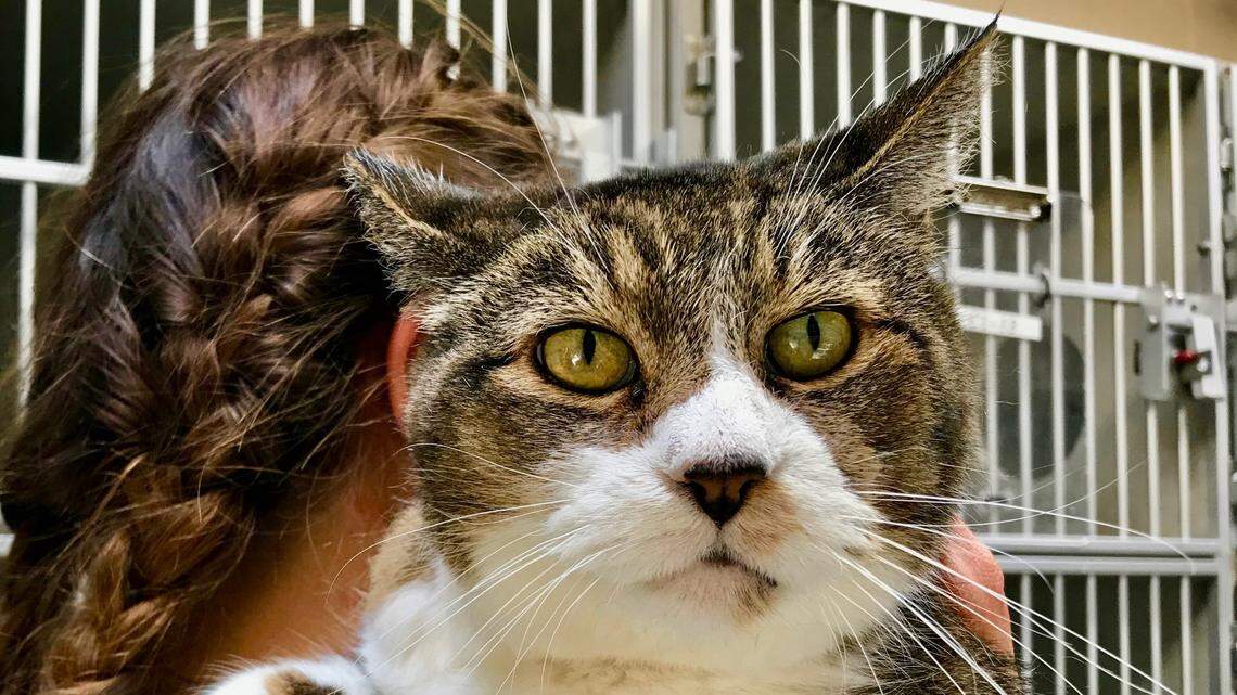 Susie the sweet senior tabby cat is looking for a new home