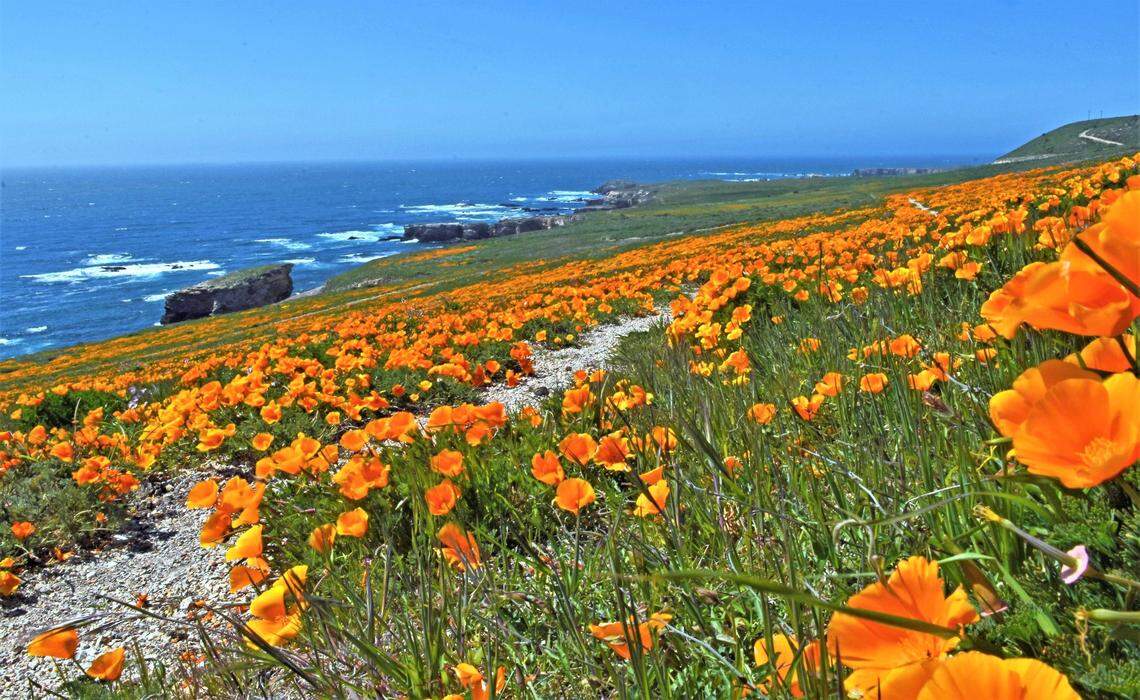 Poppies are seen along the Point Buchon Trail on the Diablo Canyon Lands near Montaña de Oro State Park.