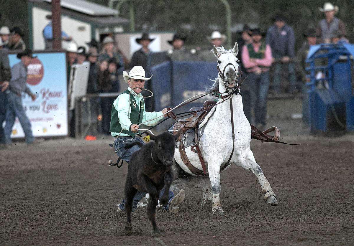 Cal Poly Rodeo team member Daniel Miranda competes the in tie-down event. The Cal Poly Rodeo was held Friday and Saturday nights, April 14-15, 2023, at the Cotton Rosser Rodeo Complex in San Luis Obispo.