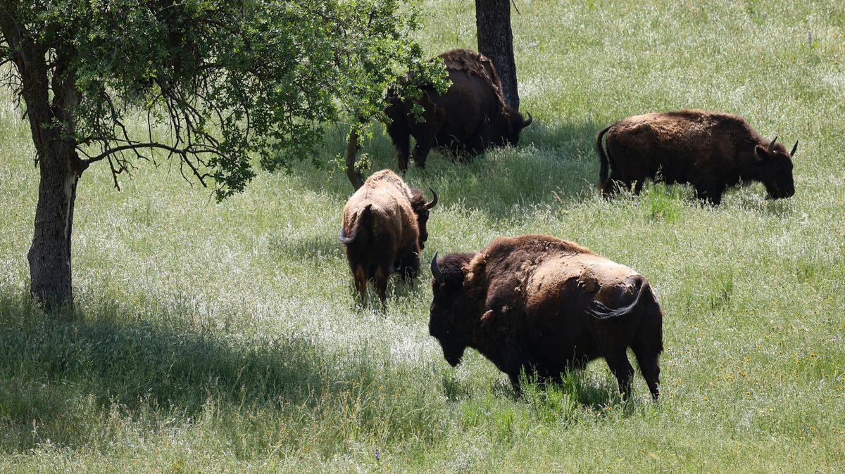 Bison are among the animals that call the Camatta Ranch home. The Land Conservancy of San Luis Obispo County has completed a conservation easement on most of the ranch, which spans from the Los Padres National Forest on Highway 58 to Shandon.