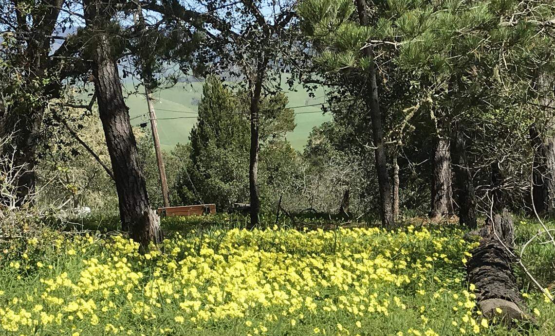 A rampant patch of seasonal oxalis brighten a Quail Hill forested area in Cambria’s Top of the World neighborhood on March 5, 2026.