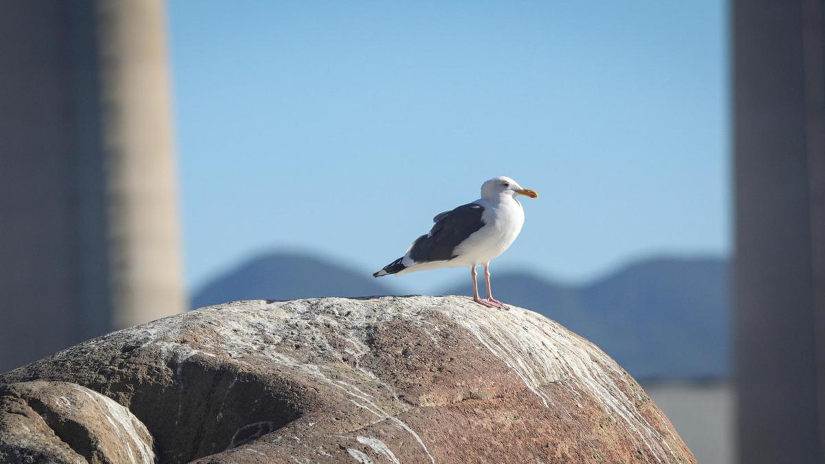 A western gull surveyed Morro Bay on Jan. 16, 2025, as birders flocked to the area for the Morro Bay Bird Festival. 