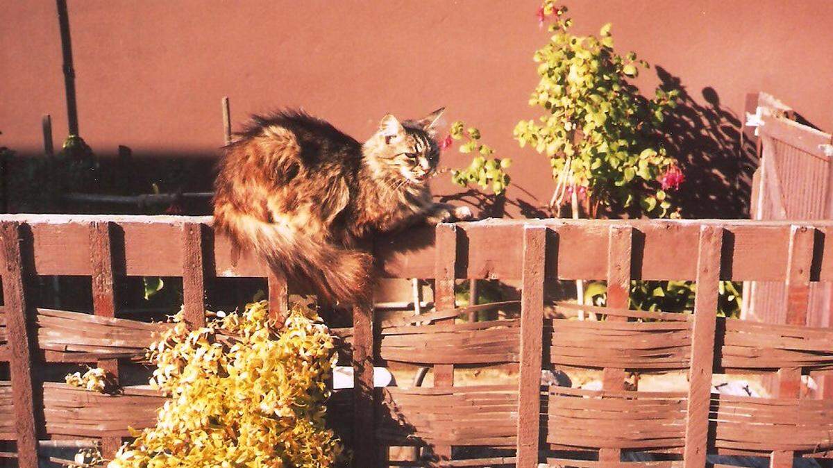 The late, great Shredder the house cat sits atop a fence, patiently biding his time.