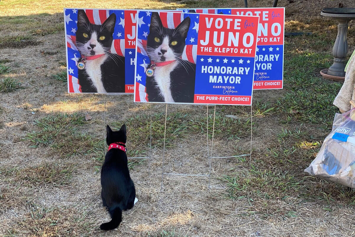 Juno the Klepto Kat looks at campaign signs used when she ran for honorary mayor of Carpinteria in 2020.