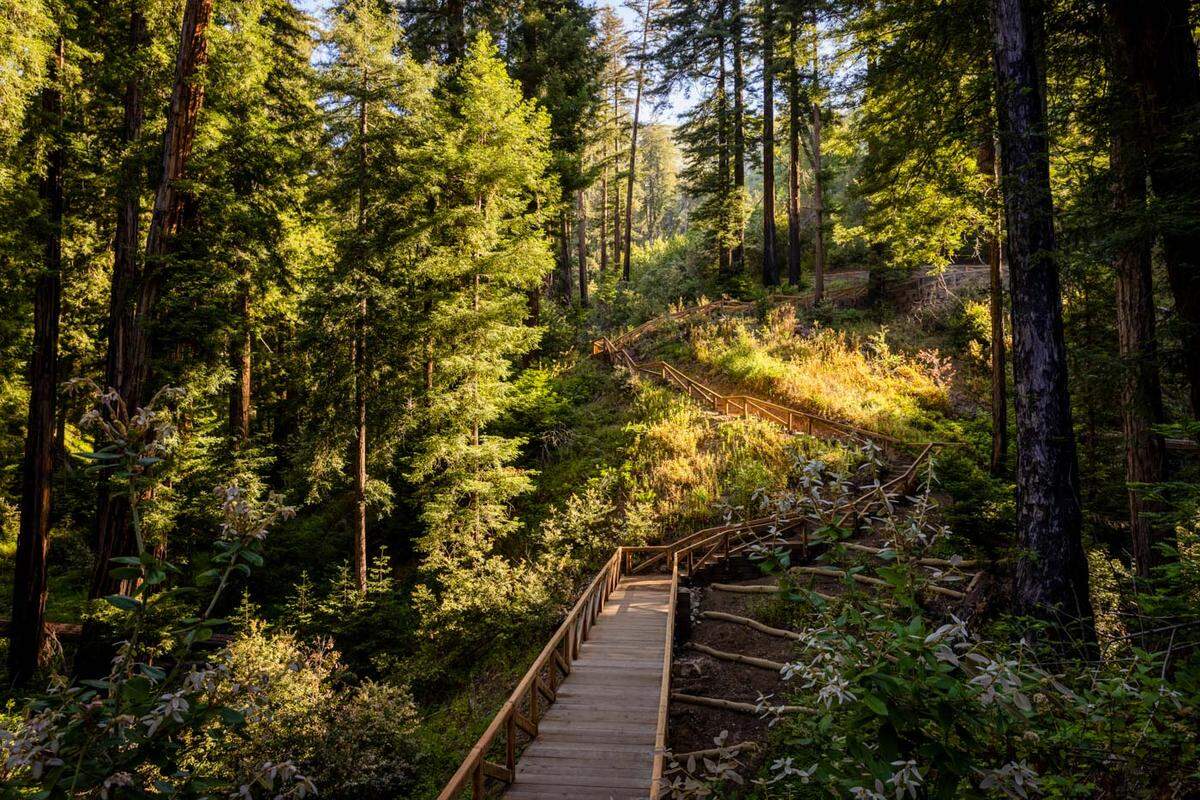 The Pfeiffer Falls Trail in California’s Pfeiffer Big Sur State Park will reopen on June 18, 2021. The reopening of the Pfeiffer Falls Trail in 2021 is the first time that this Monterey County hiking trail will be open to the public since the Basin Complex Fire destroyed the popular tourist destination in 2008.