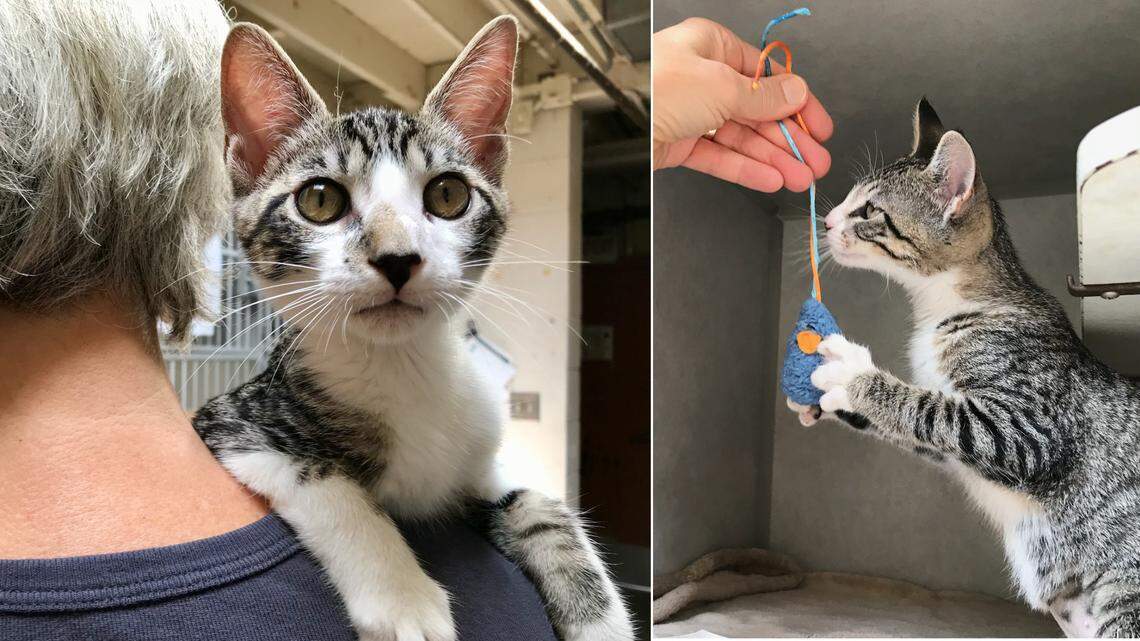 Want double the fun? These 2 playful tabby kittens are looking a new home