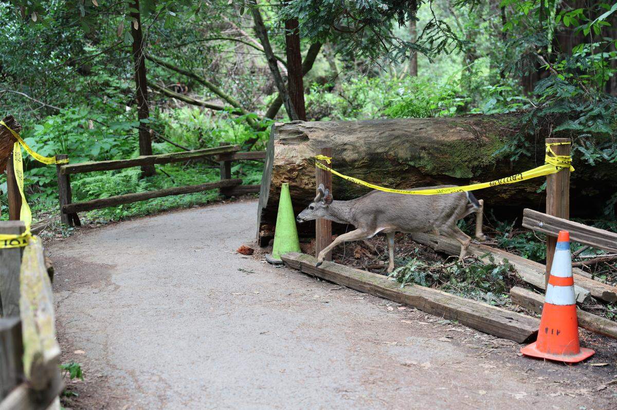 A deer steps over caution tape surrounding a fallen tree in Muir Woods National Monument, on Saturday, April 19, 2025, in Marin County, California. Staffing shortages, exacerbated by the Department of Government Efficiency’s budget cuts, have raised concerns about park safety, accessibility and preservation.