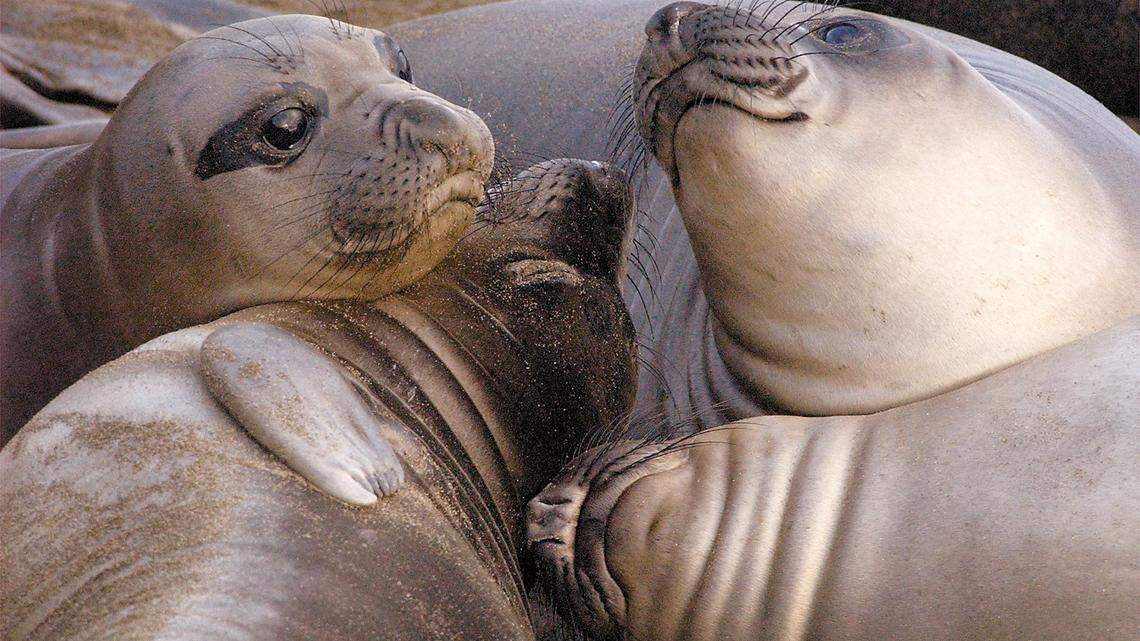See the elephant seals at Piedras Blancas