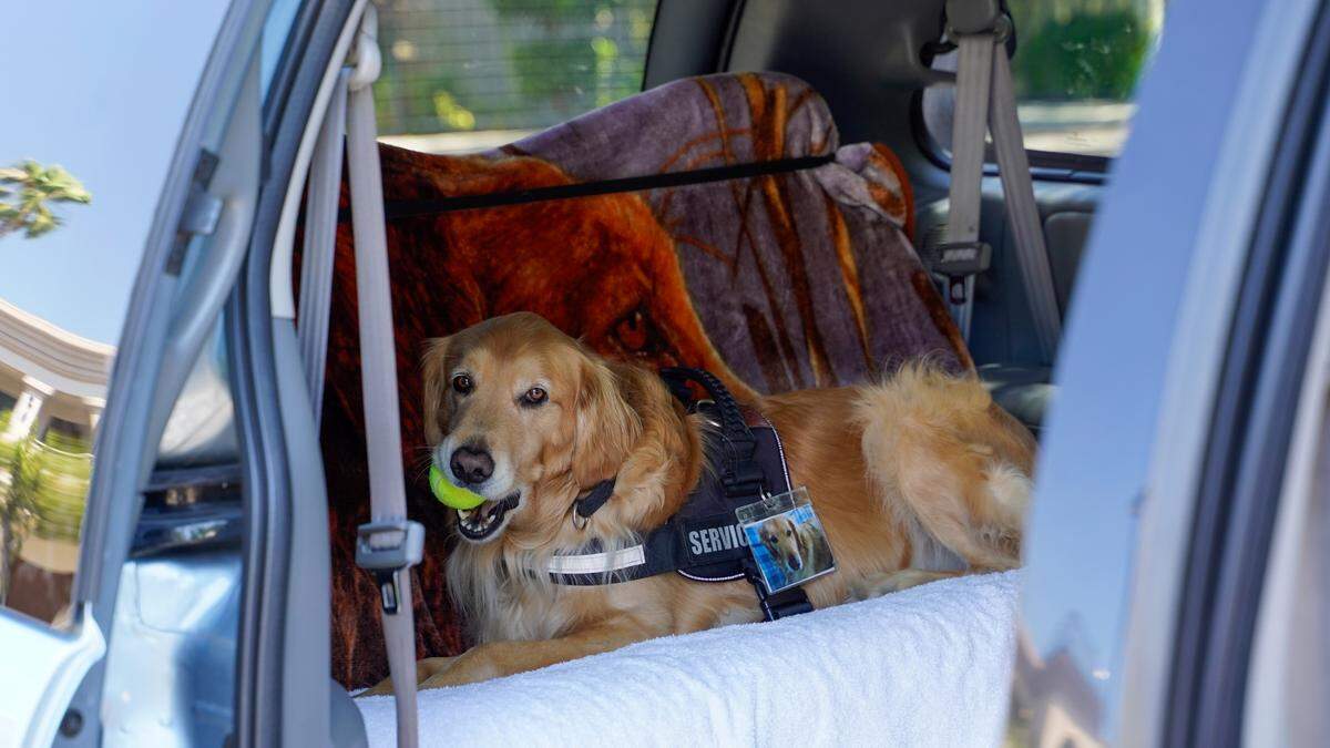 Cooper, an 8-year-old golden retriever, plays with a ball in his owner’s car. Dan Sievert and his golden retrievers have made 55 missions across the United States over the past decade, helping victims of tragedies work through their trauma.