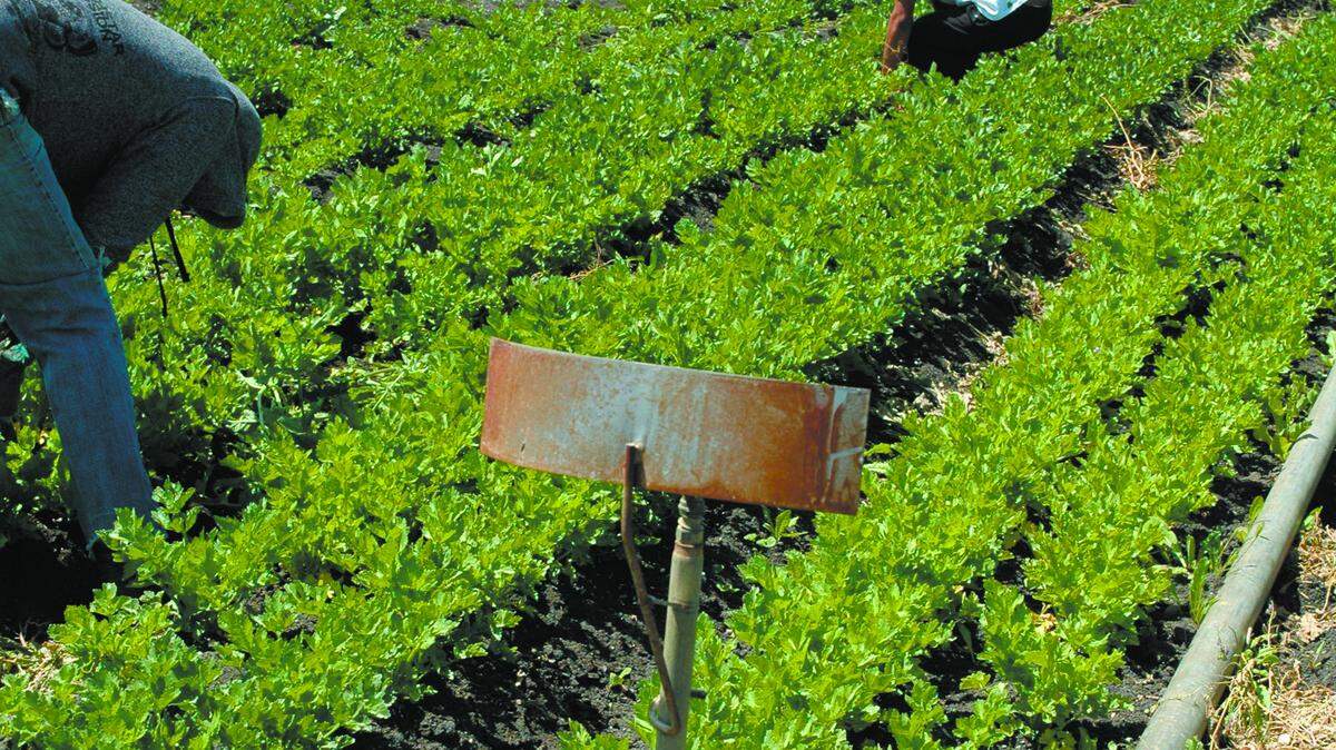 Darian Flowers weeds rows of crops by hand at the farm, which was previously used for hay production.