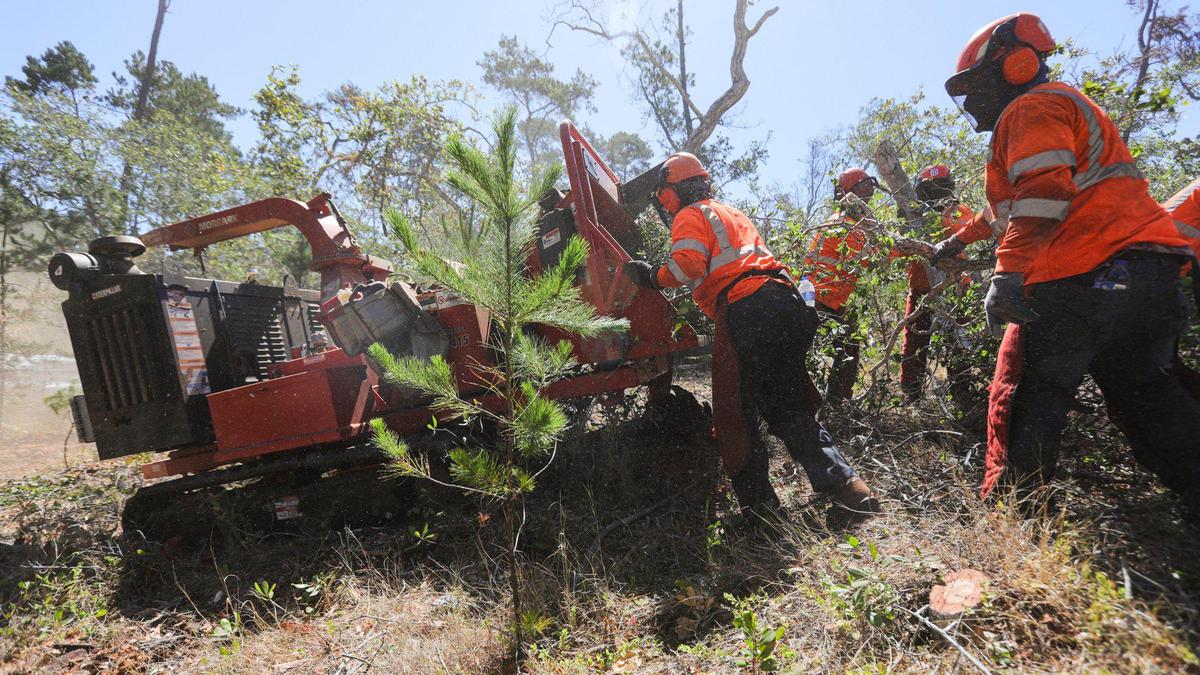 A work crew from a company named Great Tree Tenders works on private property to thin oak and unhealthy pines to a lower density in an effort to prevent high intensity fire next to the town of Cambria. Cambria’s Monterey pine trees continue to die from disease and drought gripping the region. New forest management efforts aim to help.