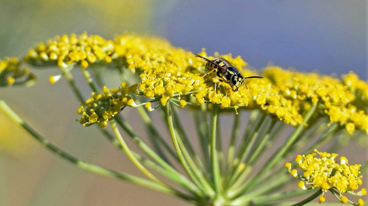 A bee harvests pollen from a wild fennel plant growing along Los Osos Valley Road.