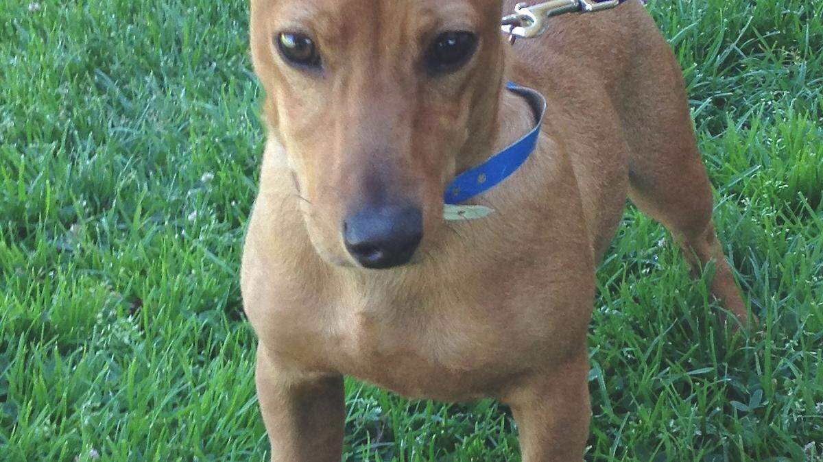 Squiggles needs a home to share his joyful attitude.