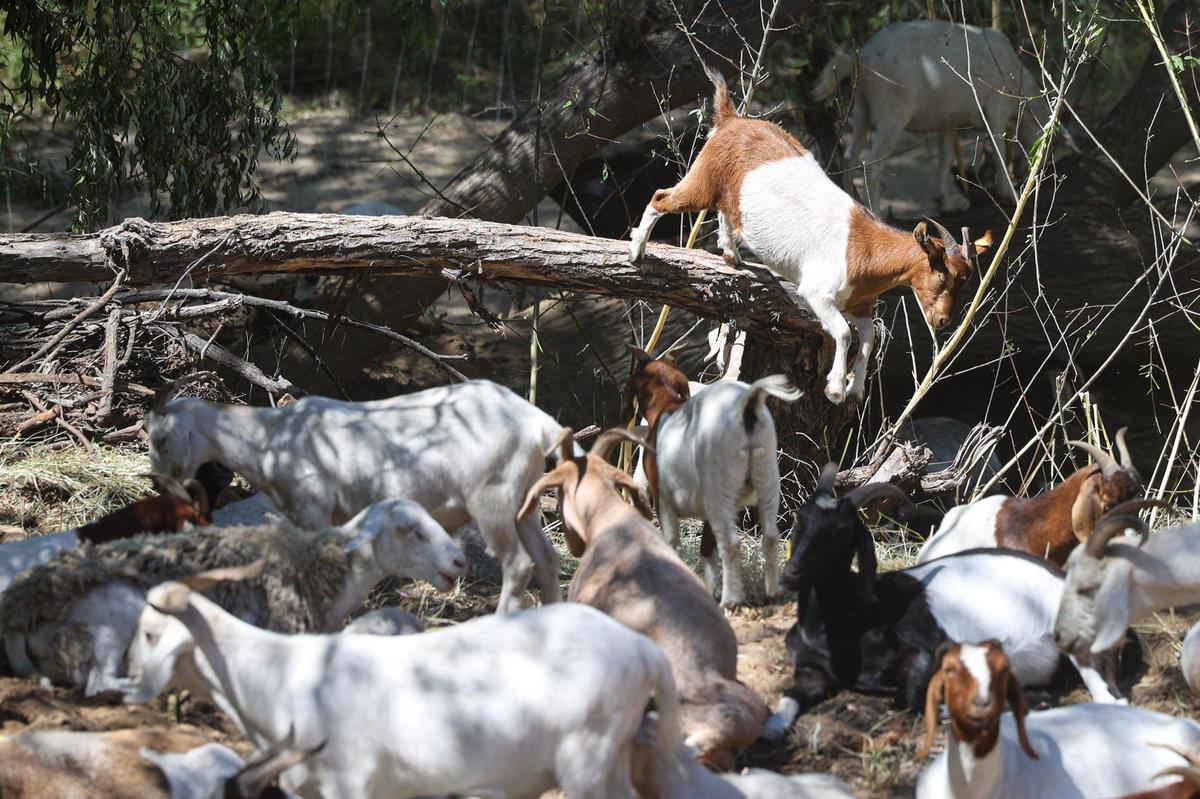 A goat jumps down from a perch on a tree. Goats clear one section at a time of the Salinas Riverbed in Paso Robles, reducing fire danger.
