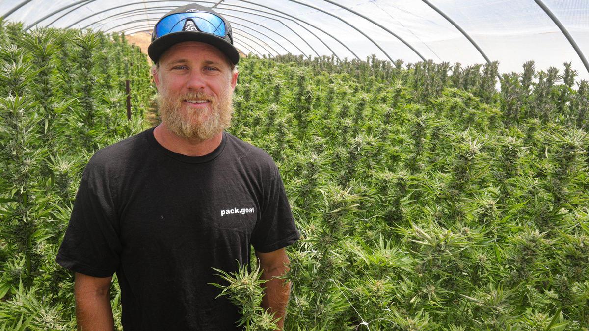 Justin Carlson is the co-owner of Terp Canyon, a Cayucos cannabis farm, seen here on July 19, 2023. “We’re just struggling to make it,” Carlson said. “In SLO County, we just have some of the obstacles with regulations taking away some of the tools we need to be successful.”
