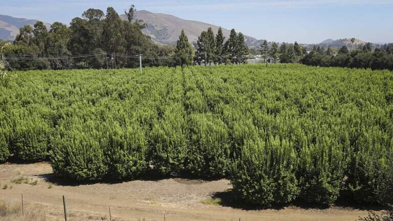 Cal Poly could turn lemon grove into housing and a hotel. Critics call plan ‘tragic’