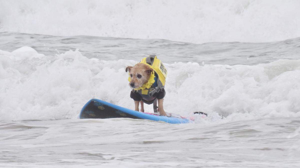 The World Dog Surfing Championships Exhibition Tour took over Pismo Beach on May 2, 2026. Professionals like Carson, pictured above, showed off their skills alongside local pups.