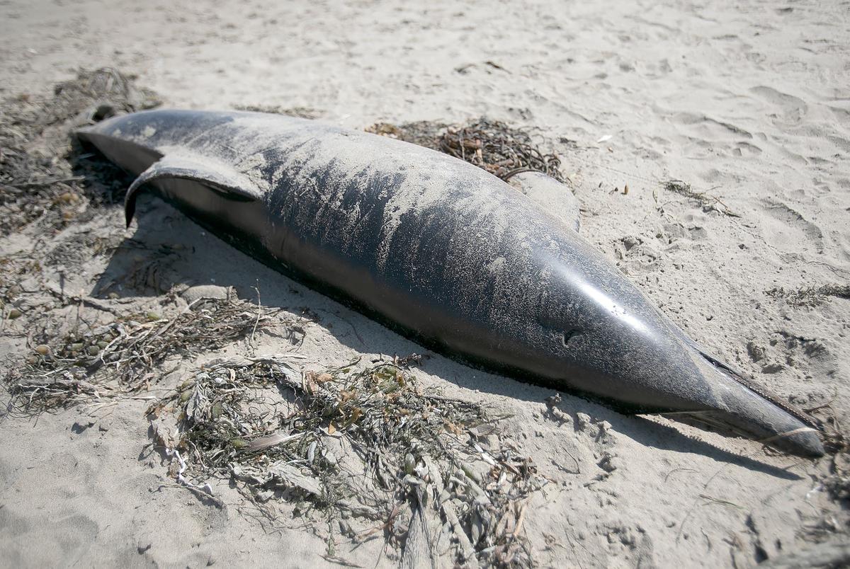 A dead dolphin washed up on a beach in Cayucos in August 2024. Some people blamed offshore wind site surveys, but it was likely due to a neurotoxin that causes domoic acid poisoning.