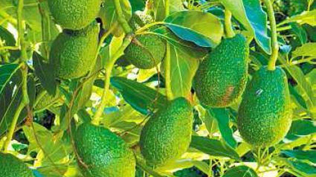 Avocados can be tricky to grow, but once the process is mastered, trees can produce delicious, creamy fruit for years.