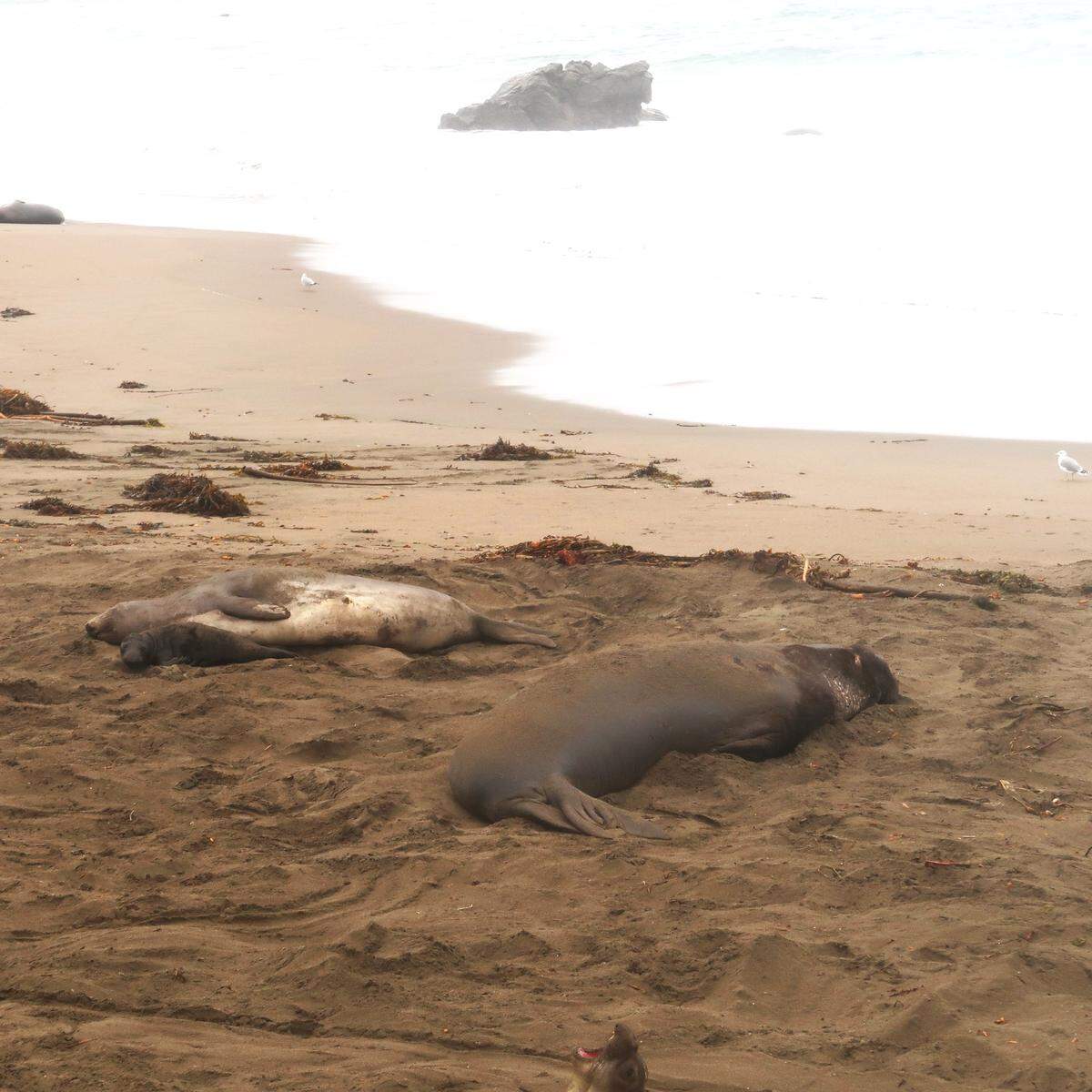 This bull stays close to the first pup and his mother on the beach.