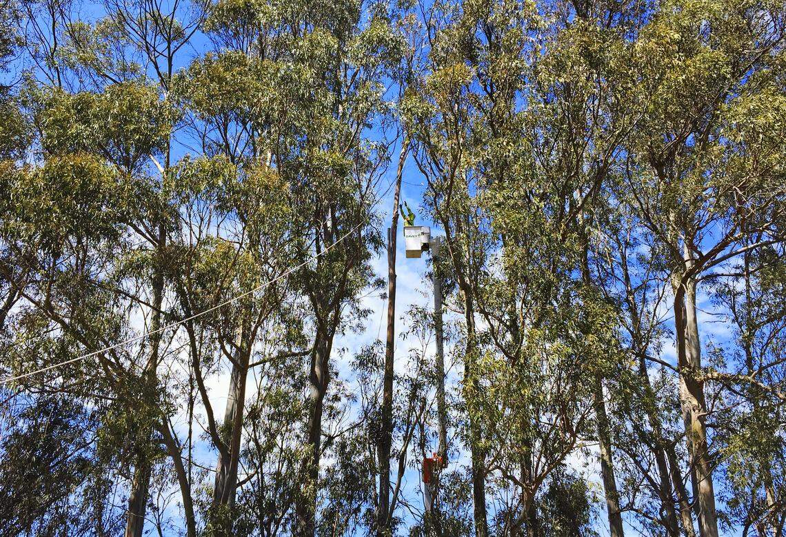 Benito Maldonado with Davey Tree works to cut down a dead eucalyptus along Dana Foothill Road in Nipomo to prevent it from falling across the street and into PG&E power lines along the road.